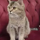 قطط راغدول و سكوتش ستريت و سكوتش فولد