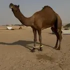 قعود ثني حمر مشروط