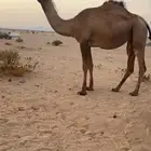 للبيع لقحه ملاقي