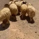 ذبايح طيبه تفريد او جمله