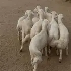 10 من البهم كله خرفان