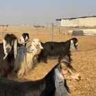 معزا عوارض دفيع فيها ثنتين شق