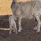 حريه سدس والد معه خروف كل شي سلم