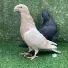 جوز شو هومر