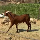 فحل أدهم مد و ارتفاع و جبارة