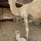 خلفه للبيع تحتها بكره