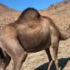 ناقة حايل سمين ام خامس