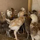 صيصان