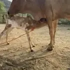 تم البيع