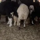 نعجه نعيميه للبيع