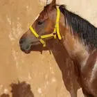 فرس شعبية بكر