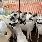 جفار بيشيات تأسيس مراح