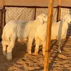 للبيع طليان واحد طيب واحد وسط