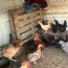 دجاج بلدي بياض