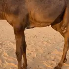 قعود فل شحم