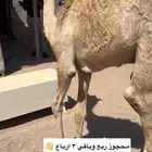 حوار لباني شراكه ارباع