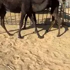 قعود وبكره كايفه فل الفل للبيع التواصل اتصال