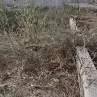 ام العظام بطحان العارضة