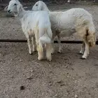 خروف ورخل فل شحم