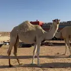 بكره باتليه
