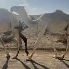 قعود حق تمامي على فحول هيف يدخل لقي شهر 7 هجري