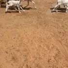 تم البيع