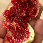 تين جي أتش ادرياتك الأخضر من نوادر التين