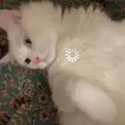 بسه للبيع