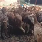 سواكني مربى فاخر عرض خاص ليوم واحد فقط