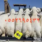 ذبايح خرفان ورخال مع مكانيه الخدمه والتوصيل لحدك