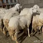 12 ضان جذعان بالفحل