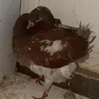 حمام للبيع ملكي وثنين بط