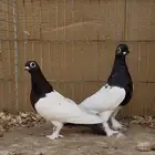 زوج حمام صيني نوادر
