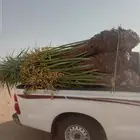 يوجد لدينا جميع انواع النخيل المثمر والزينه