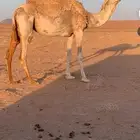 ناقه حفوت