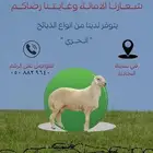 البيع ذبايح