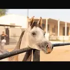 مهر واهو مكس جمال بسعر منافس