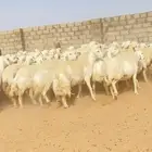 78غنم حريات حرش صنف الصنف بفحلها