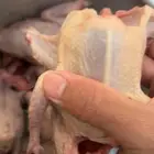 فروخ حمام للبيع فرنسي سلفر زاجل مذبوح