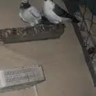 حمام أنواع