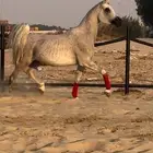 فرس واهو جمال للبيع