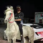 حصان شعبي ينافس الواهو