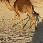 حشو للبيع