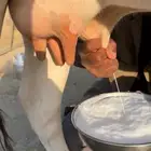 بقرتين جرسي هولندي