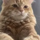 قط وقطه للتبني