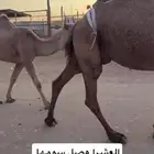 عشراء صفراء ساسها من ابل العجمان طيبه ومنتج تحتها بكره