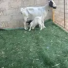 عنز تحتها تيسين هجين بورقوت