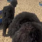 خرفان مراح بريه نظيفه