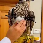 شاهين