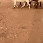 معزاء هولنديات جروم فاخره
